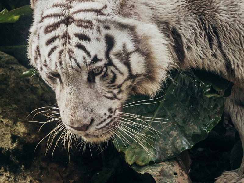 與動物共舞~六福村生態之旅