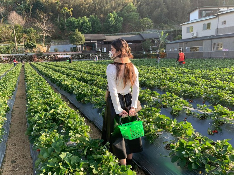 卓也小屋藍染趣、大湖甜心採草莓